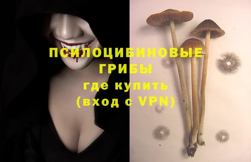 Галлюциногенные грибы Psilocybine cubensis Борзя